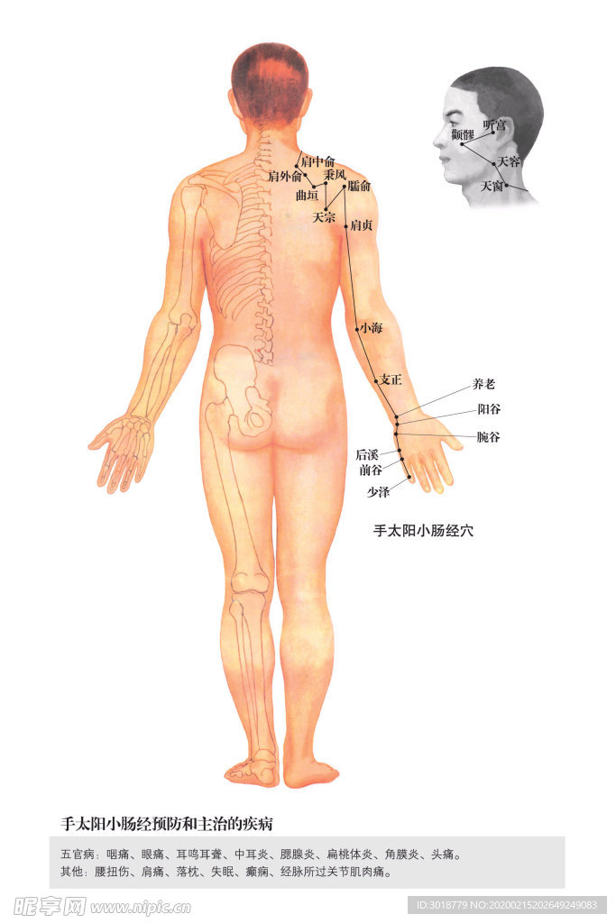 手太阳小肠经穴位