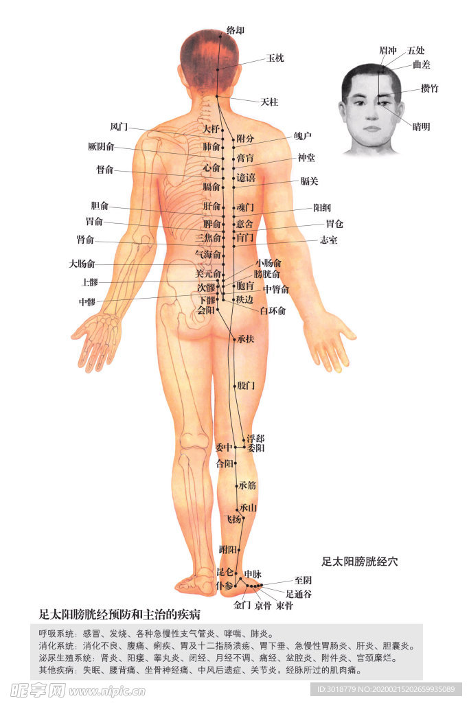 足太阳膀胱经穴位