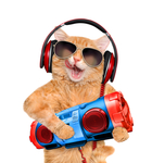 波斯猫