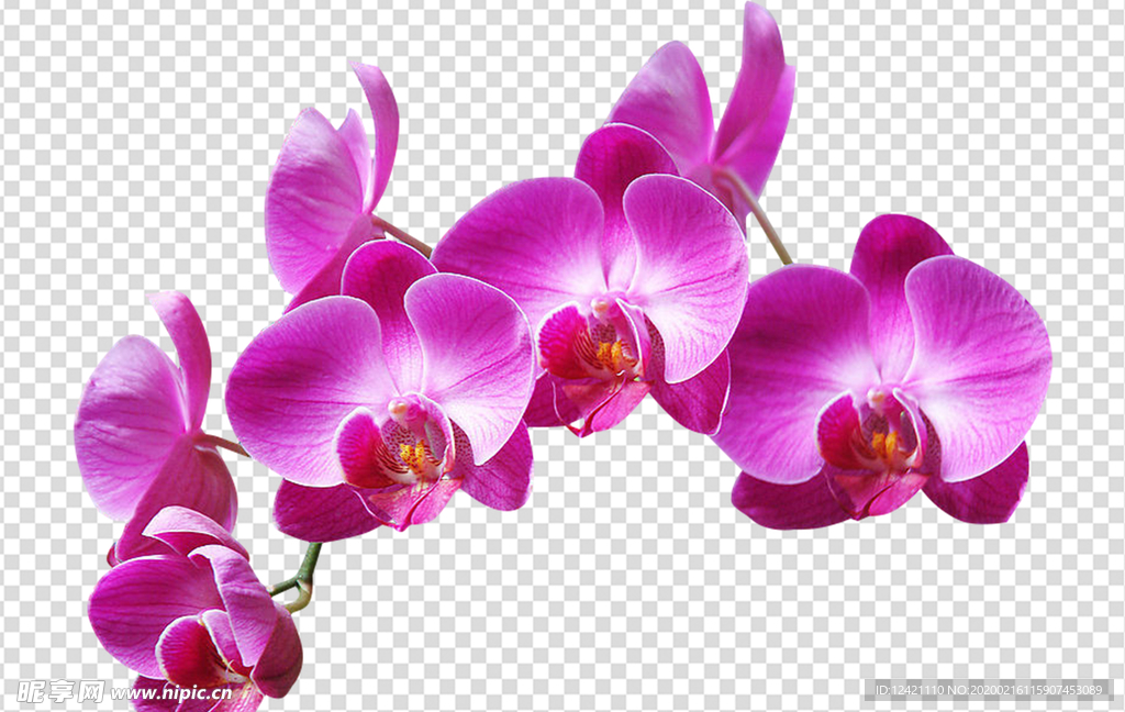 花朵 鲜花  花儿 粉色花