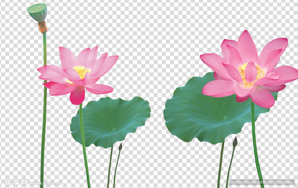 荷花  荷花荷叶 莲花 大荷花