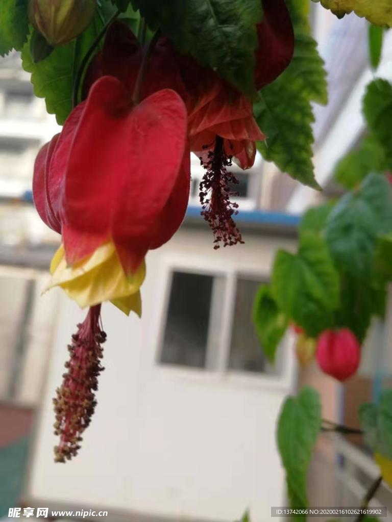 灯笼花