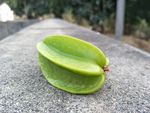 杨桃
