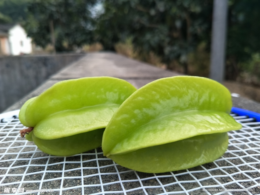 杨桃