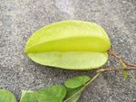 杨桃