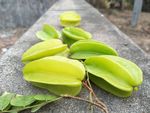 杨桃