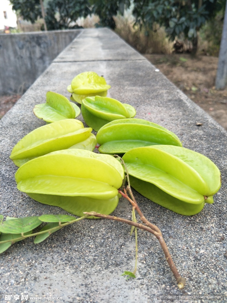 杨桃