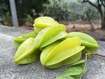 杨桃