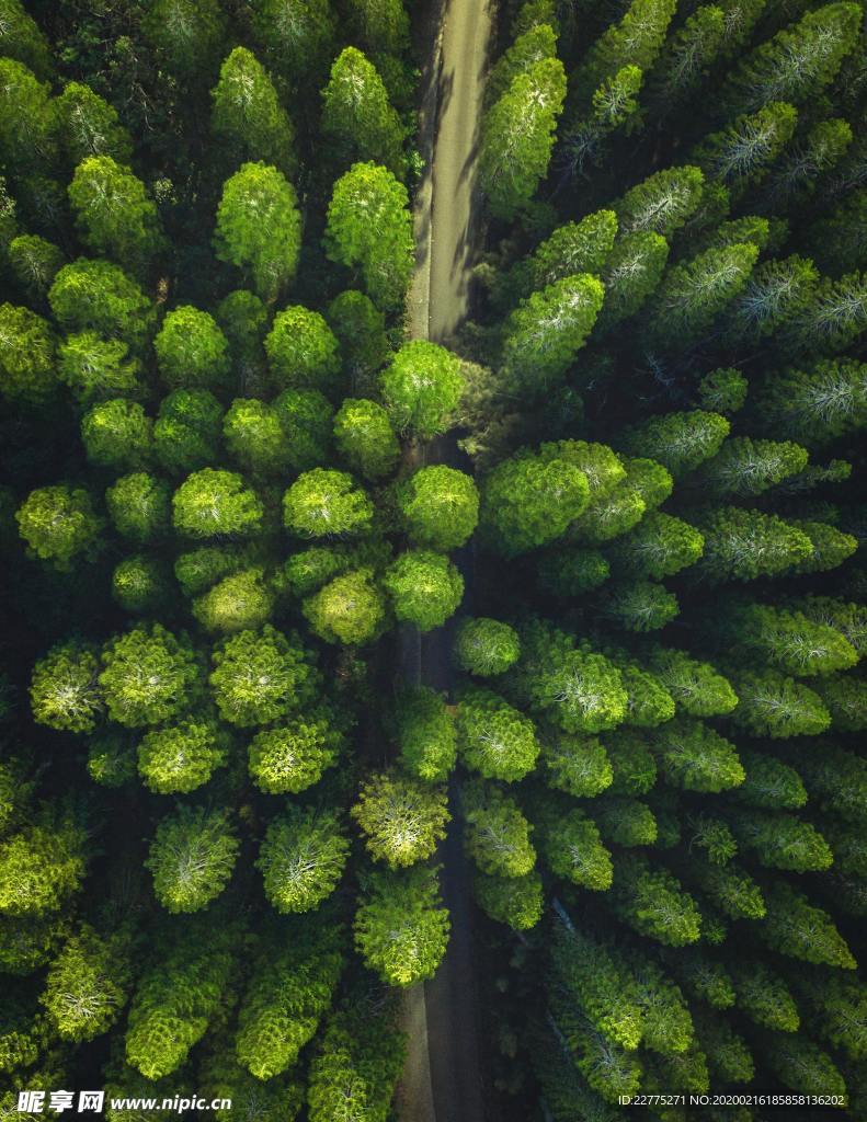 绿树森林