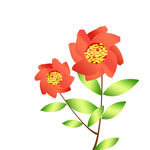 石榴花