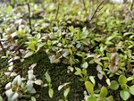 草丛