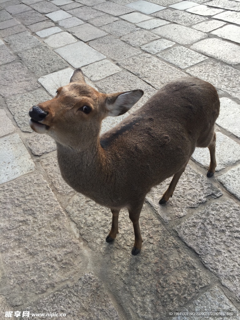 日本小鹿