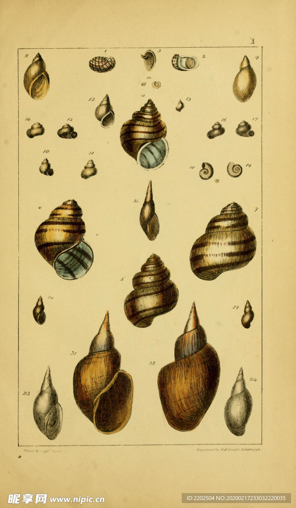 手绘 插画 贝类 海螺 古早图