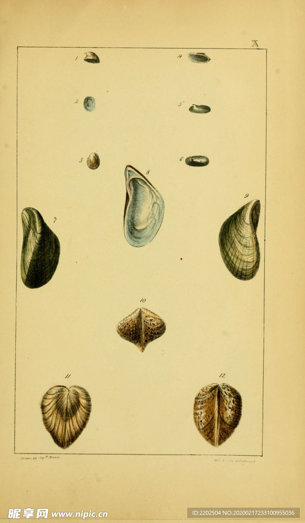 手绘 插画 贝类 海螺 古早图
