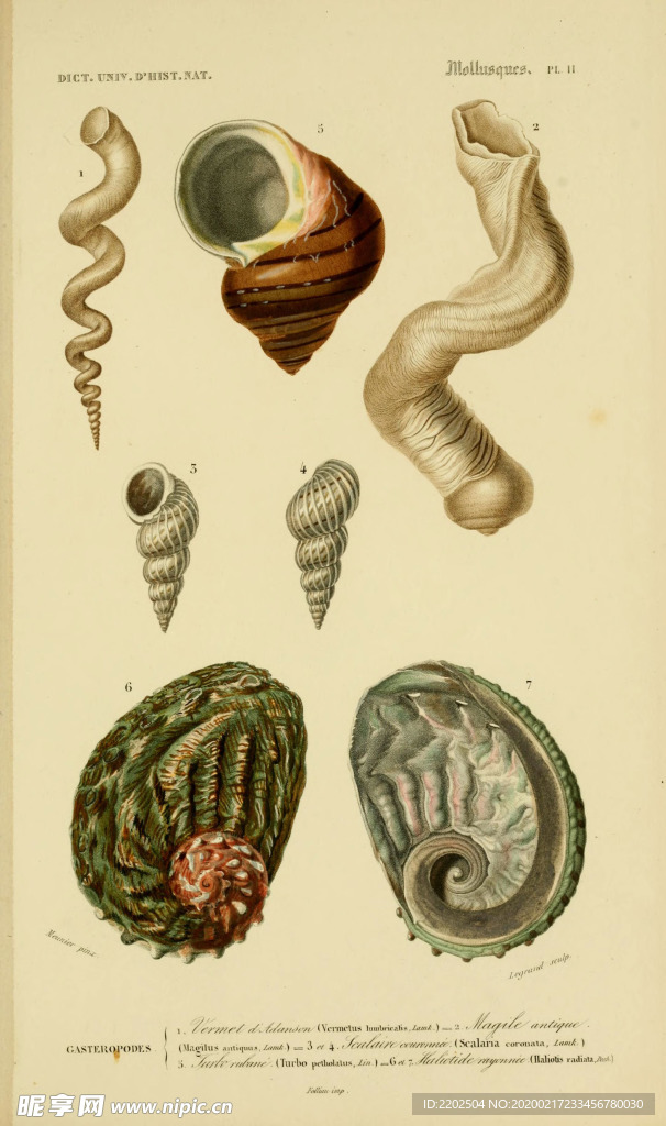 手绘 插画 贝类 海螺 古早图