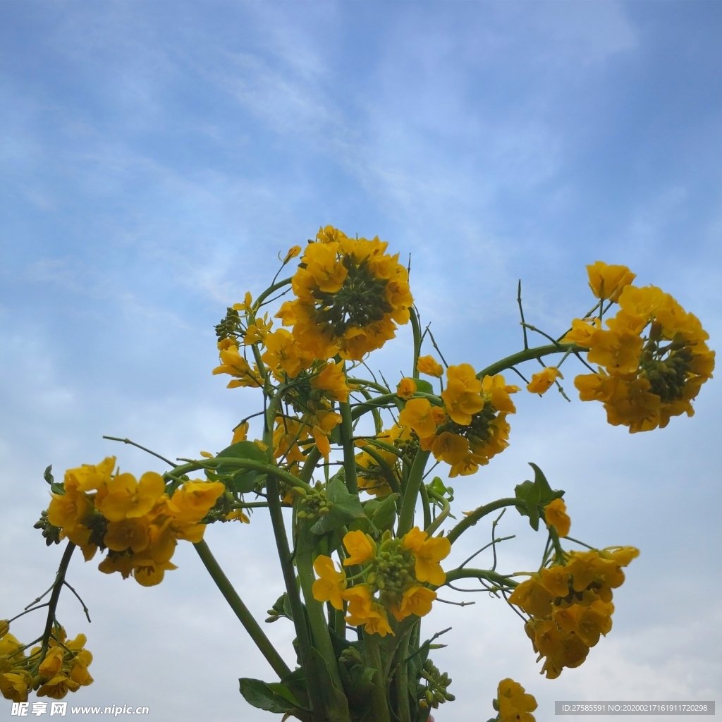 菜花