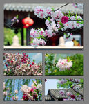 春天桃花开放视频素材