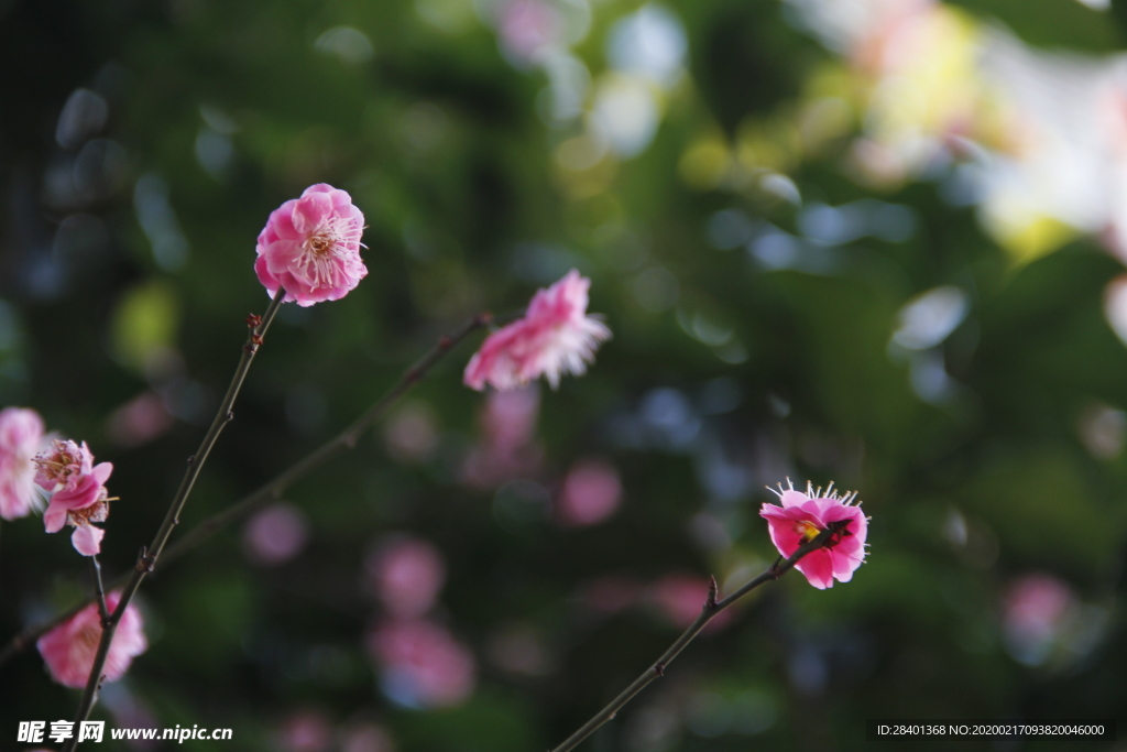 梅花