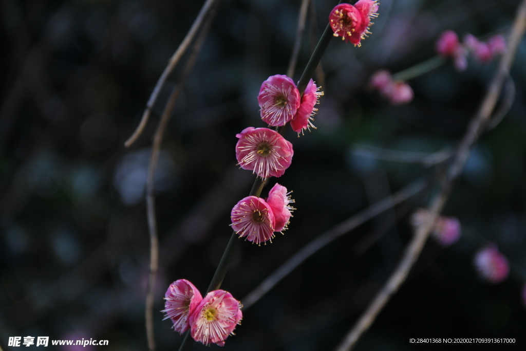 梅花