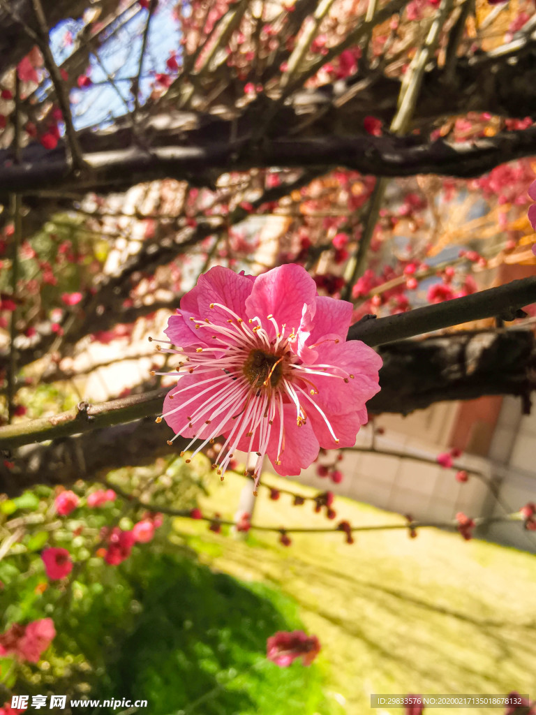 梅花