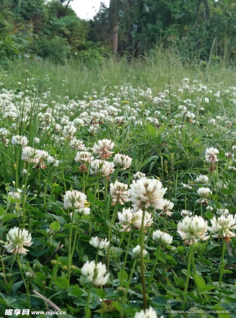 幸运草花群