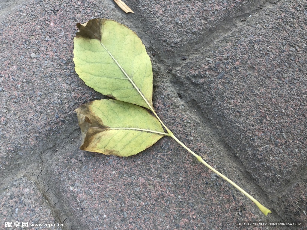 落叶