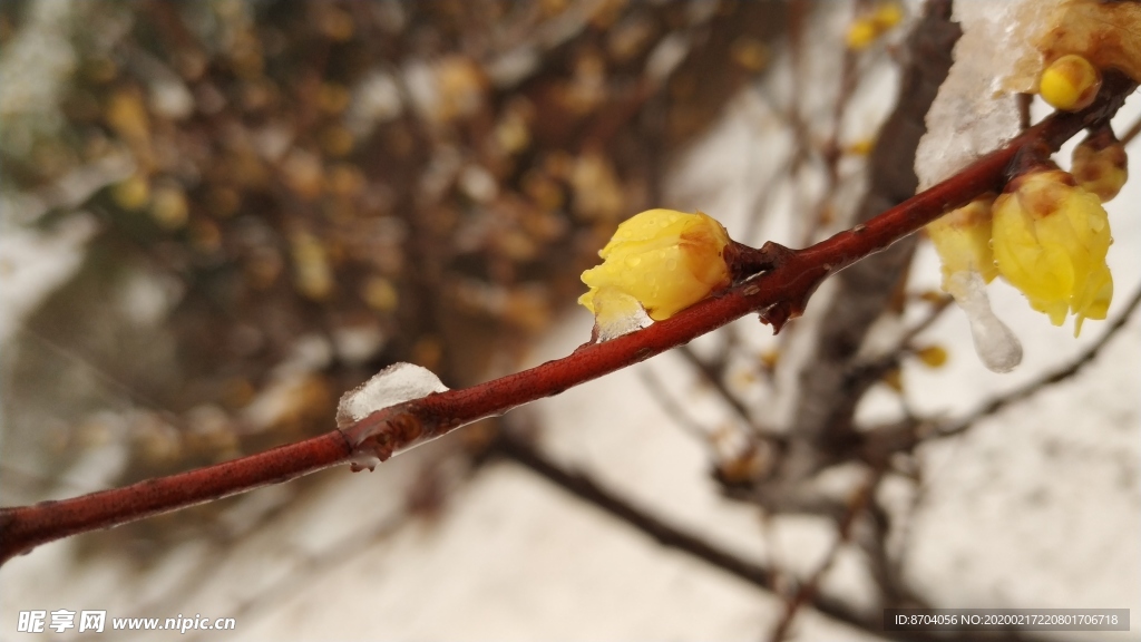 冰晶  雪  腊梅 冬天