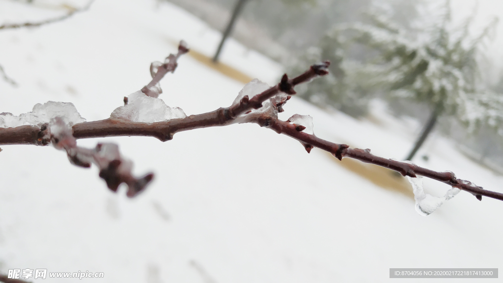 雪中树枝