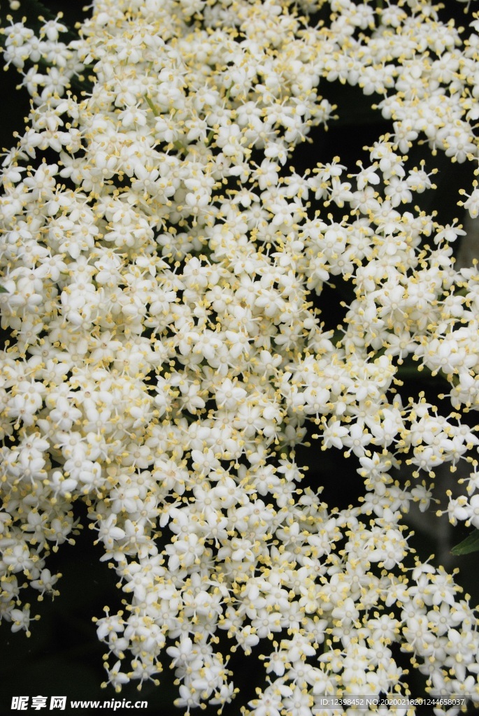 白色的接骨花