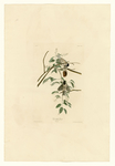 手绘插画 鸟类图鉴 图谱 装饰
