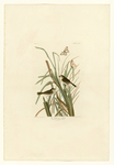 手绘插画 鸟类图鉴 图谱装饰画
