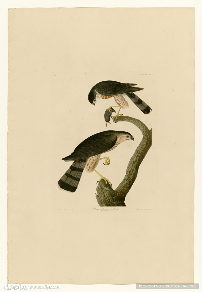 手绘插画 鸟 鸟类图鉴 图谱