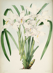 手绘插画 花卉装饰画 花草图谱