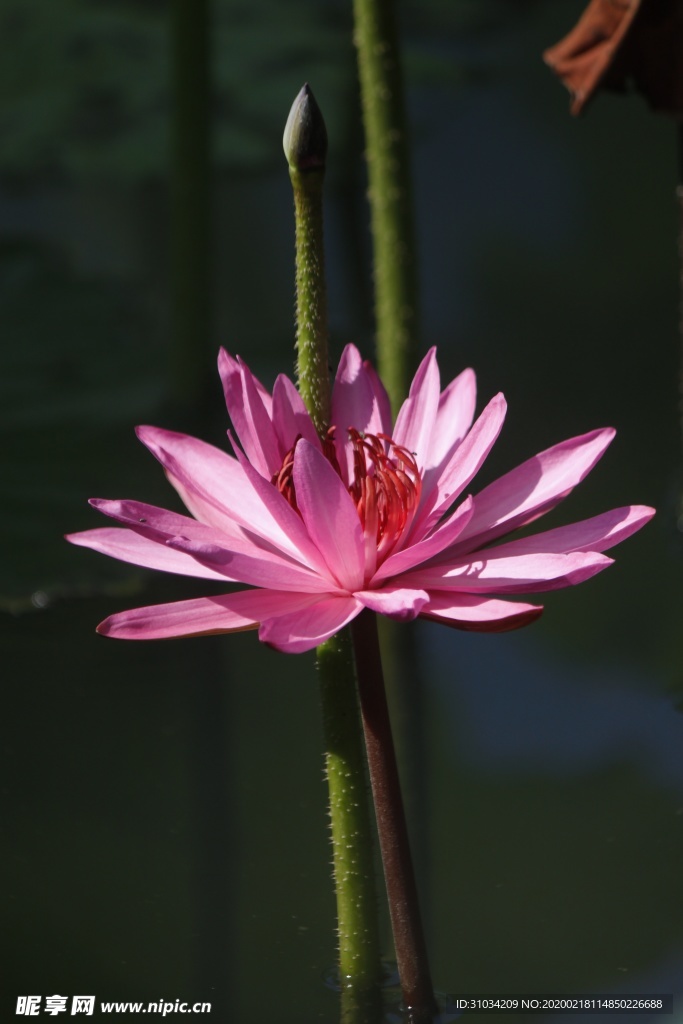 荷花
