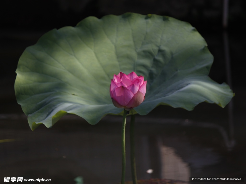 荷花