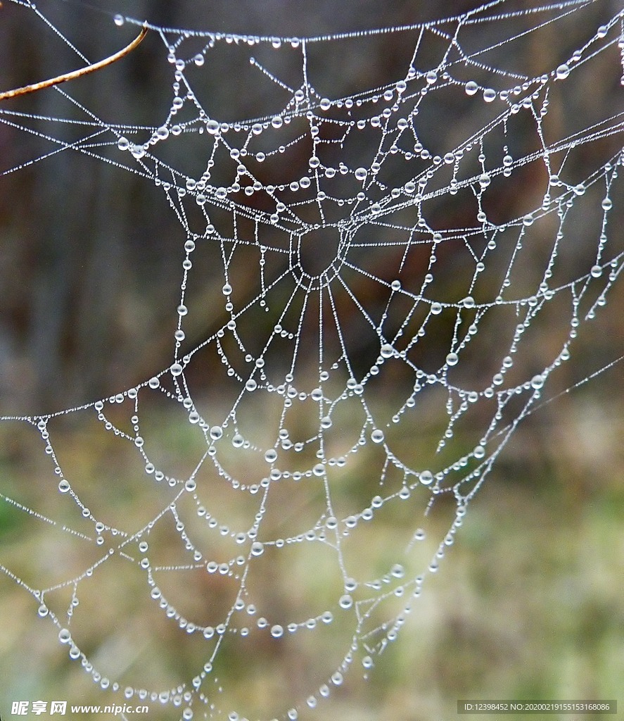 沾满露珠的蜘蛛网