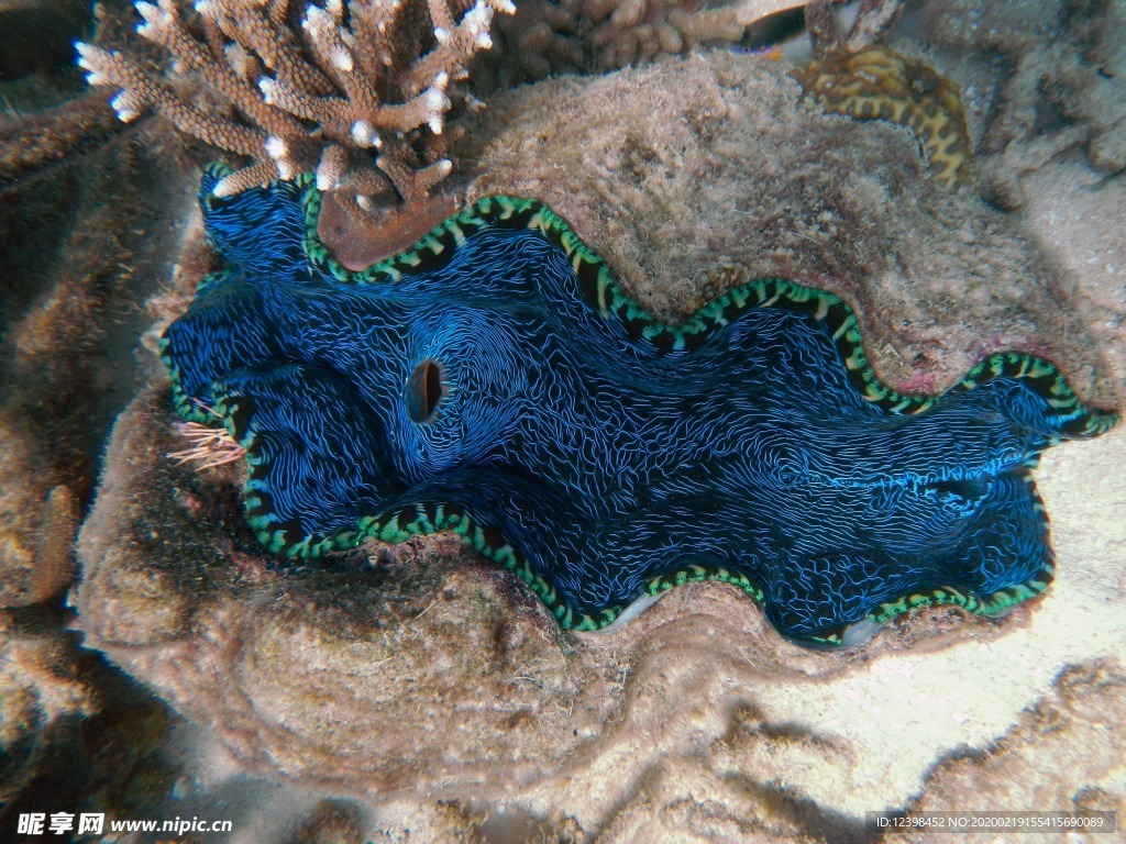 海底的珊瑚