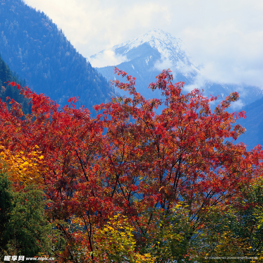 关门山枫叶