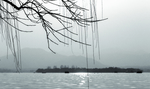 湖面上干枝（非高清）