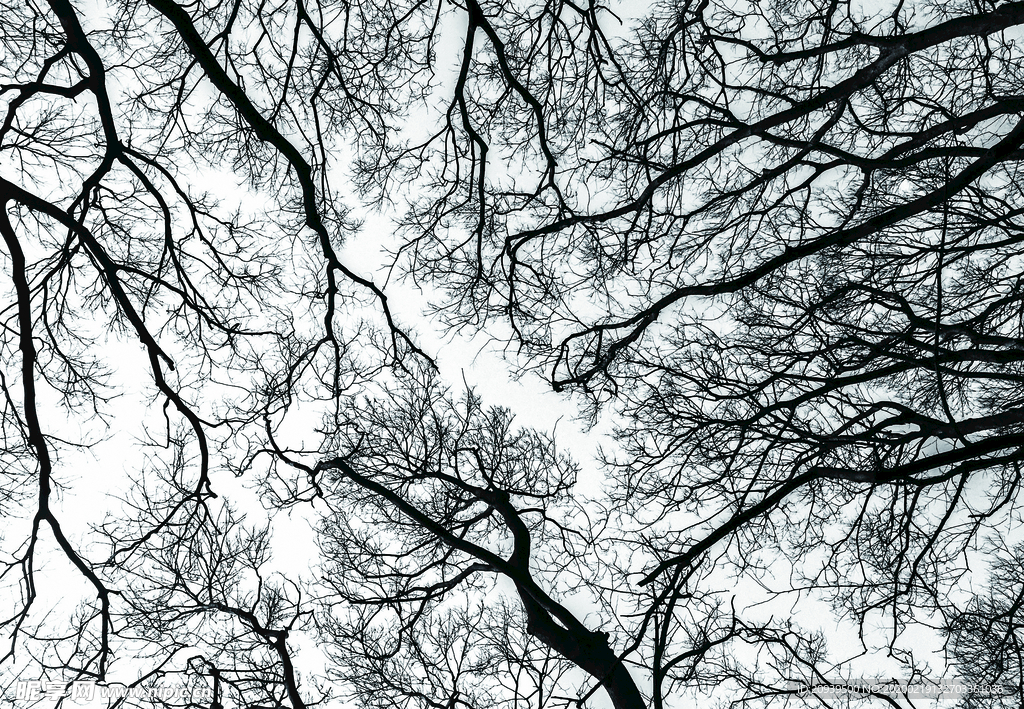 黑白树枝（非高清）
