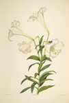 手绘插画 花卉装饰画 花草图谱