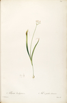 手绘插画 花卉装饰画 花草图谱