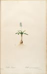 手绘插画 花卉装饰画 花草图谱