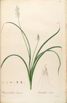 手绘插画 花卉装饰画 花草图谱