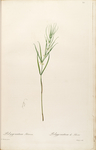 手绘插画 花卉装饰画 花草图谱
