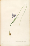 手绘插画 花卉装饰画 花草图谱