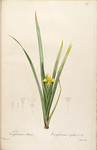手绘插画 装饰画 花草图谱 植