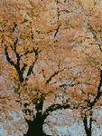 油画