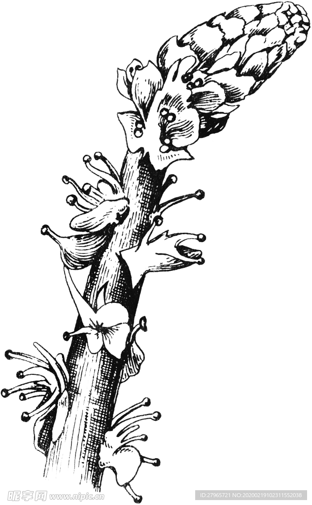 黑白手绘植物