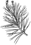 黑白手绘植物
